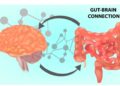 What Is The Gut-Brain Connection? - Life First