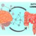 What Is The Gut-Brain Connection? - Life First